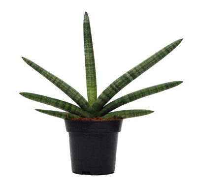 Sans Cyl Skyline, 12cm Pot Size, 27cm Tall, Spider Plant, Indoor Houseplant