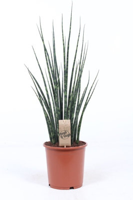 Sans Fernwood Mikado, 19cm Pot Size, 70cm Tall, Swordfern, Indoor Houseplant