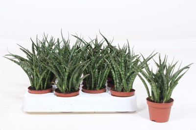 Sans Fernwood Punk , 6cm Pot Size , 20cm Tall , Sansvieria , Indoor Houseplant