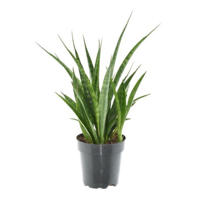 Sans Kirkii Friends, 12cm Pot Size, 37cm Tall, Snake plant, Indoor Houseplant