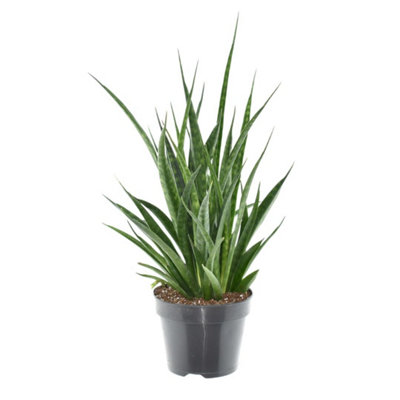 Sans Kirkii Friends, 15cm Pot Size, 45cm Tall, Snake plant., Indoor Houseplant