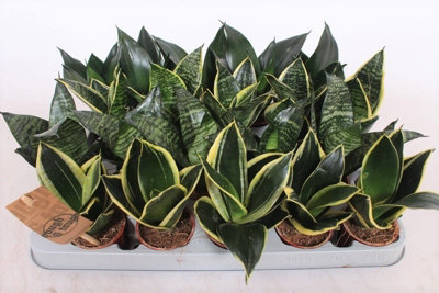 Sans Tri Hahnii Mixed, 6cm Pot Size, 15cm Tall, Snake plant, Indoor Houseplant