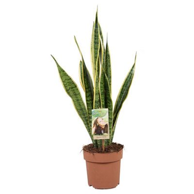 Sans Tri Laurentii, 17cm Pot Size, 65cm Tall, Snake plant, Indoor Houseplant