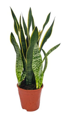 succulent plant cuttings for sale Echeveria 'Lotus' 2" Succulent Plant Cutting
