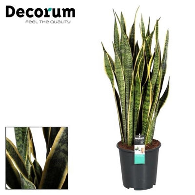 Sans Tri Laurentii, 27cm Pot Size, 100cm Tall, Dracaena, Indoor Houseplant