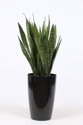 Sans Tri Zeylanica Kunststof, 29cm Pot Size, 100cm Tall, Snake plant, Indoor Houseplant