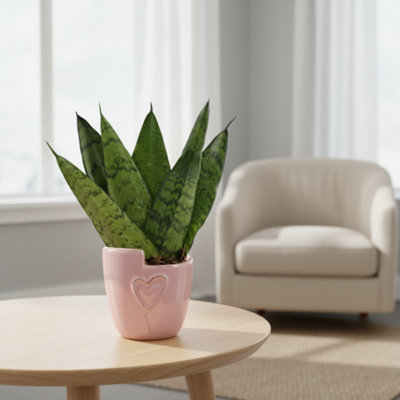 Sans Zeylanica Fan Ceramic Joa Pot size 6 Cm Height 15 9 Snake plant Ceylon Sansevieria  trifasciata