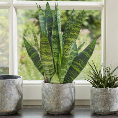 Sansevieria Black Coral - Air Purifying Snake Plant, Houseplant for Home Office, Easy Care (30-40cm Height Including Pot)