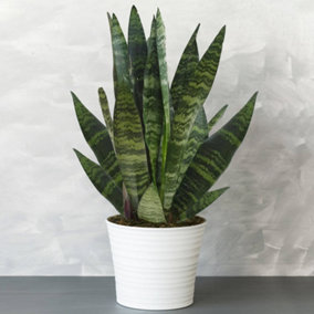 Sansevieria Black Coral - Houseplant in 12cm Pot with Black Foliage, Low Maintenance Indoor Snake Plant (30-40cm)