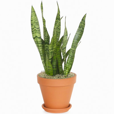 Sansevieria Black Coral Houseplant - Indoor Snake Plant with Stunning Foliage, Easy to Care For (30-40cm Height Including Pot)
