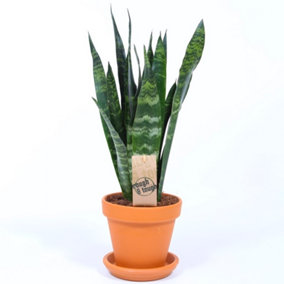 Sansevieria Black Coral - Indoor House Plant for Home Office, Kitchen, Living Room - Potted Houseplant (30-40cm)