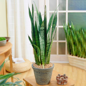 Sansevieria Black Coral - Snake Plant for Home Office, Striking Black Foliage, Low Maintenance (30-40cm Height Including Pot)