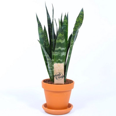 Sansevieria Black Coral - Snake Plant for Home Office, Striking Black Foliage, Low Maintenance (30-40cm Height Including Pot)