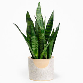 Sansevieria Black Coral Snake Plant - Houseplant in 12cm Pot with Stunning Upright Leaves, Easy Care (30-40cm)