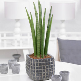 Sansevieria Cylindrica African Spear Plant - Houseplant with Upright Foliage, Ideal for UK Home Office (30-40cm)