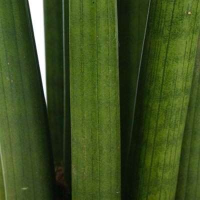 Sansevieria Cylindrica African Spear Plant - Houseplant with Upright Foliage, Ideal for UK Home Office (30-40cm)