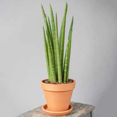 Sansevieria Cylindrica - Houseplant in 12cm Pot, Easy Care, Indoor Plant for Home Office (30-40cm Height Including Pot)