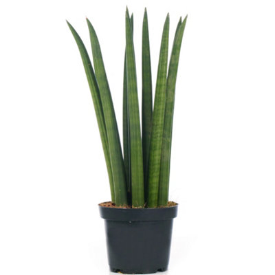 Sansevieria Cylindrica - Houseplant in 12cm Pot, Easy Care, Indoor Plant for Home Office (30-40cm Height Including Pot)