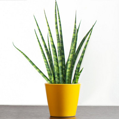 Sansevieria Cylindrica - Indoor African Spear Home Office Plant, Drought-tolerant Houseplant in 12cm Pot (30-40cm)