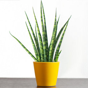 Sansevieria Cylindrica - Indoor African Spear Home Office Plant, Drought-tolerant Houseplant in 12cm Pot (30-40cm)