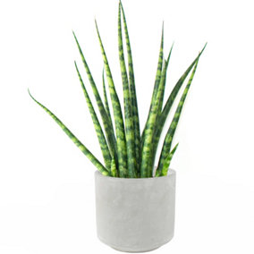 Sansevieria Cylindrica - Indoor Home Office Plant in 12cm Pot, Cylindrical African Spear Plant (30-40cm Height Including Pot)