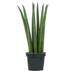 Sansevieria Cylindrica - Indoor House Plant for Home Office, Kitchen, Living Room - Potted Houseplant (30-40cm)
