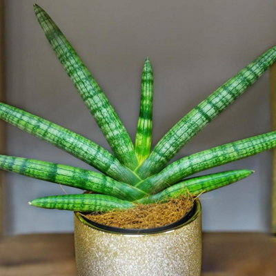 Sansevieria cylindrica Skyline - Snake Plant in 8.5cm Pot - Indoor Plants -  Build Your Own Houseplant Collection