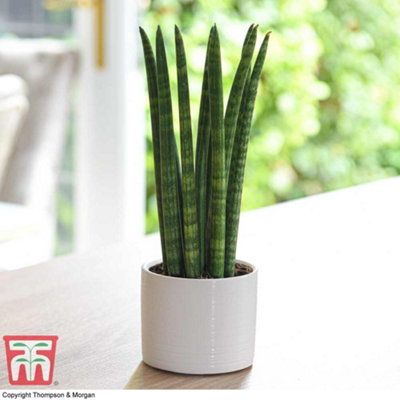 SANSEVIERIA CYLINDRICA STRAIGHT - AFRICAN SPEAR HOUSEPLANT X 1 ( 9CM POT)