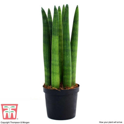 SANSEVIERIA CYLINDRICA STRAIGHT - AFRICAN SPEAR HOUSEPLANT X 1 ( 9CM POT)