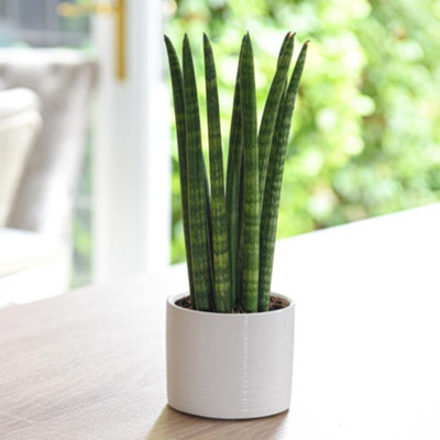 Sansevieria cylindrica Straight - Cylindrical Snake Plant - 45-50cm High inc Pot