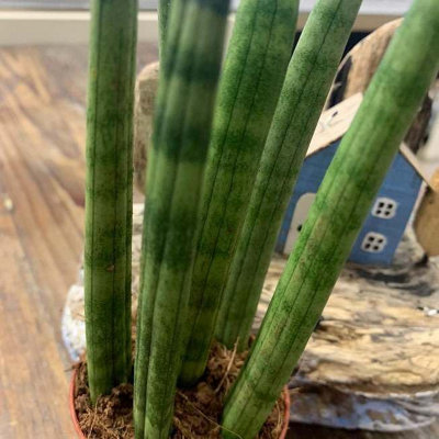 Sansevieria cylindrica Straight - Cylindrical Snake Plant - 45-50cm High inc Pot - 3