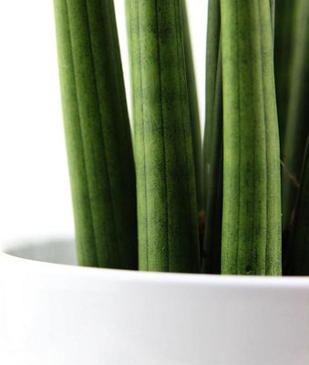 Sansevieria cylindrica Straight - Cylindrical Snake Plant - 45-50cm High inc Pot - 4