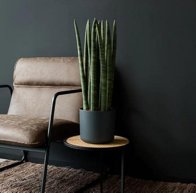 Sansevieria cylindrica Straight - Cylindrical Snake Plant - 45-50cm High inc Pot - 5