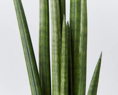 Sansevieria cylindrica Straight - Cylindrical Snake Plant - 45-50cm High inc Pot - 6