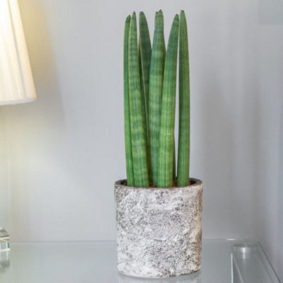 Sansevieria Cylindrica Straight Snake Plant 12cm Pot 40cm Tall Foliage  House Plants