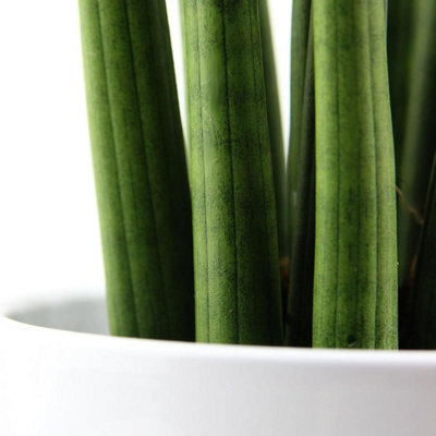 Sansevieria Cylindrica Straight - Snake Plant in 9cm Pot - Indoor  Houseplants