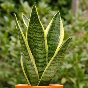 Sansevieria Laurentii - Air Purifying Indoor Plant with Variegated Foliage, Ideal for Beginners (30-40cm Height Including Pot)