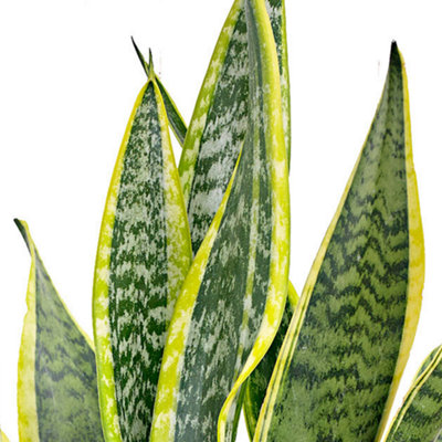 Sansevieria Laurentii - Air Purifying Indoor Plant with Variegated Foliage, Ideal for Beginners (30-40cm Height Including Pot)