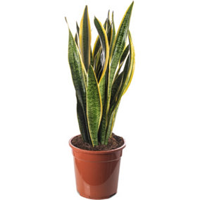 Sansevieria Laurentii - Indoor House Plant for Home Office, Kitchen, Living Room - Potted Houseplant (50-60cm)