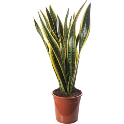 Sansevieria Laurentii - Indoor House Plant for Home Office, Kitchen ...