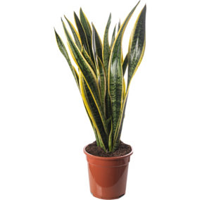 Sansevieria Laurentii - Indoor House Plant for Home Office, Kitchen, Living Room - Potted Houseplant (80-90cm)