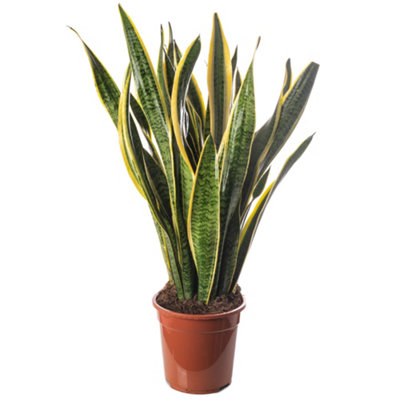 Sansevieria Laurentii - Indoor House Plant for Home Office, Kitchen, Living Room - Potted Houseplant (90-100cm)