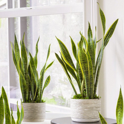 Sansevieria Laurentii - Indoor House Plant for Home Office, Kitchen, Living Room - Potted Houseplant (90-100cm)