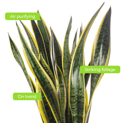 Sansevieria Laurentii - Indoor House Plant for Home Office, Kitchen, Living Room - Potted Houseplant (90-100cm)