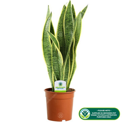 Sansevieria Laurentii Snake Plant - Great Air Purifier for UK Homes, Variegated Foliage, Low Maintenance (30-40cm)