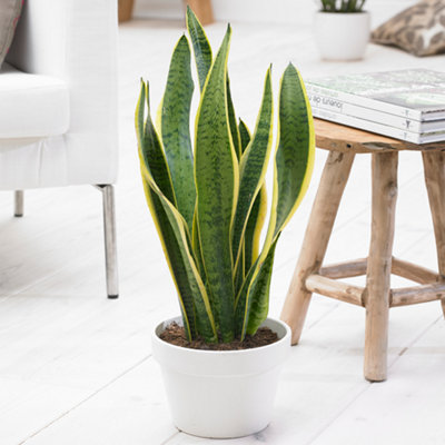 Sansevieria Laurentii - Snake Plant with Stunning Foliage, Great Home Office Plants, Low Maintenance (30-40cm)