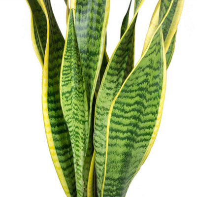 Sansevieria Laurentii - Variegated Foliage, Snake Plant Ideal for Home Office Kitchen, Easy Care (30-40cm Height Including Pot)