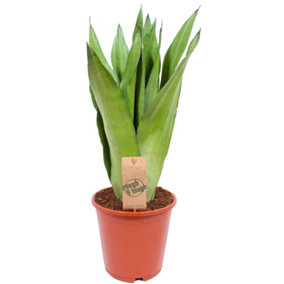 Sansevieria Moonshine in 12cm Pot - Stunning Green Foliage, Evergreen Houseplant Easy to Care For (30-40cm Height Including Pot)
