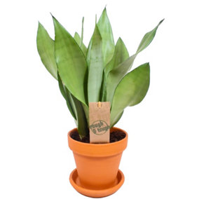 Sansevieria Moonshine - Indoor House Plant for Home Office, Kitchen, Living Room - Potted Houseplant (30-40cm)