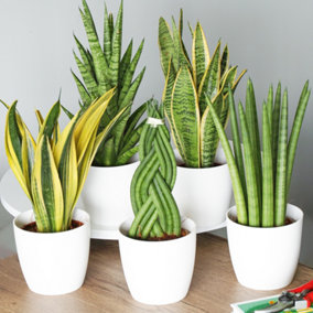 Sansevieria Plant Collection (3 Plants) - Stunning Mix of Indoor Snake Plants for Home Office, Low Maintenance (30-40cm)